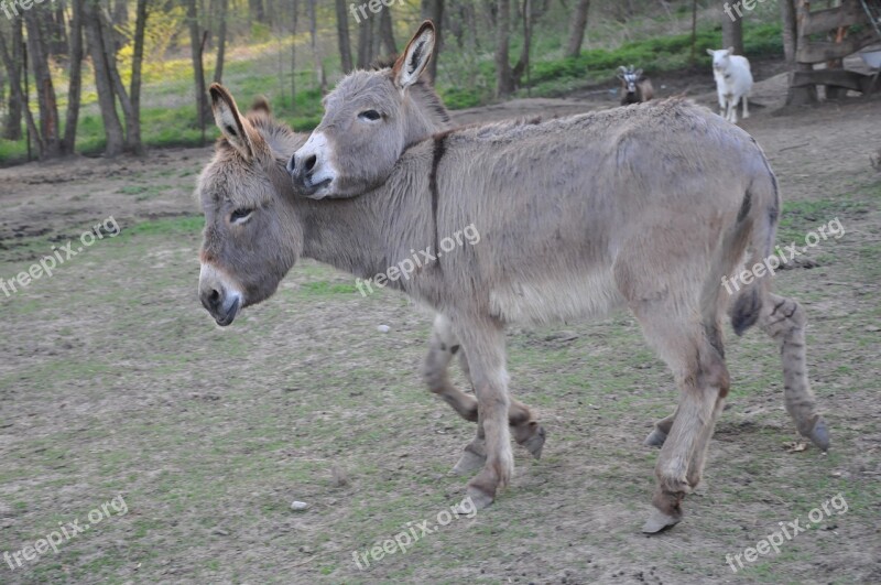 Ass Animal Love Pen Village