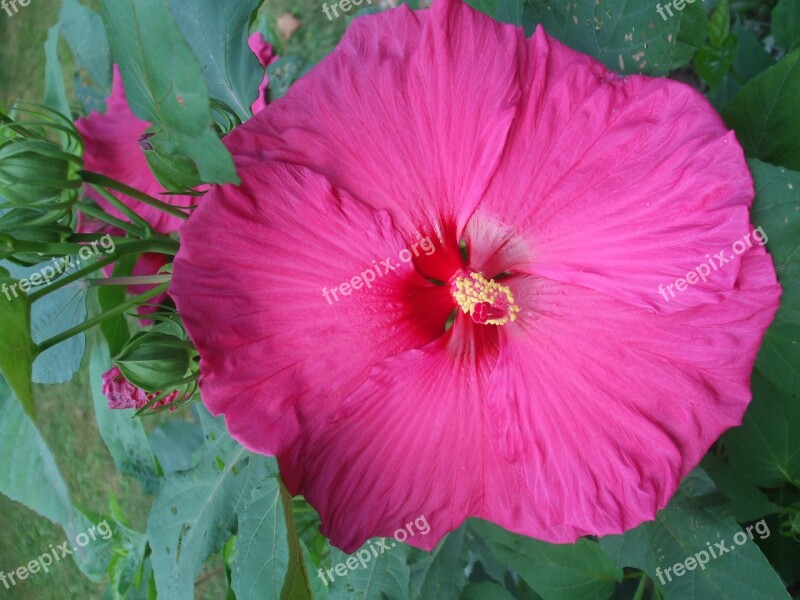 Hibiscus Magenta Flower Blossom Free Photos