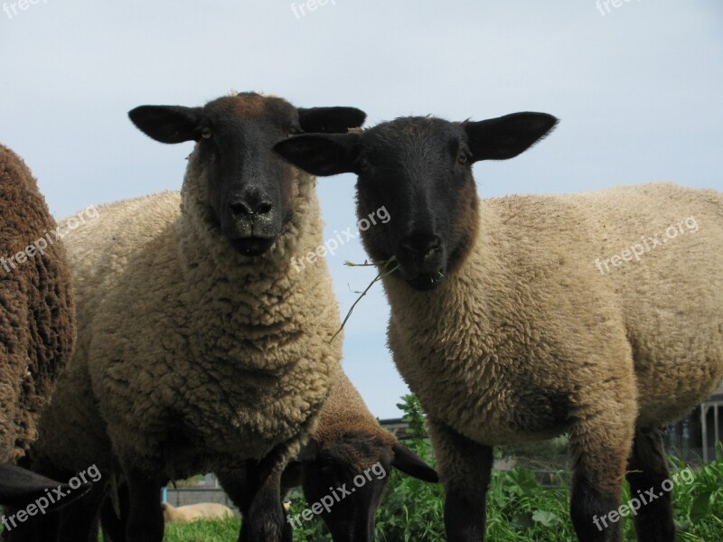 Sheep Grazing Wool Farm Pasture