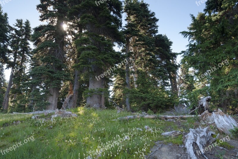 Forest The Scenery Forest Trees Trees Free Photos