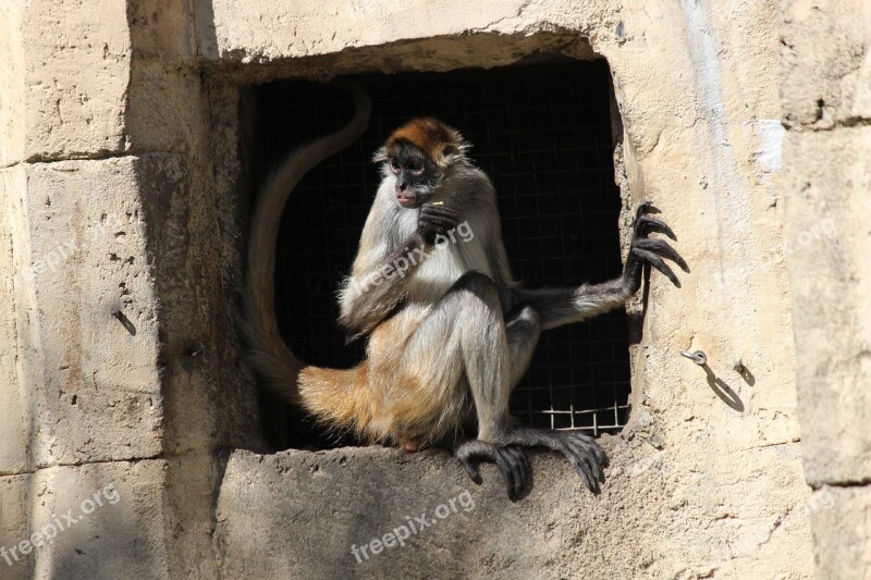 Spider Monkey Eating Animal Free Photos