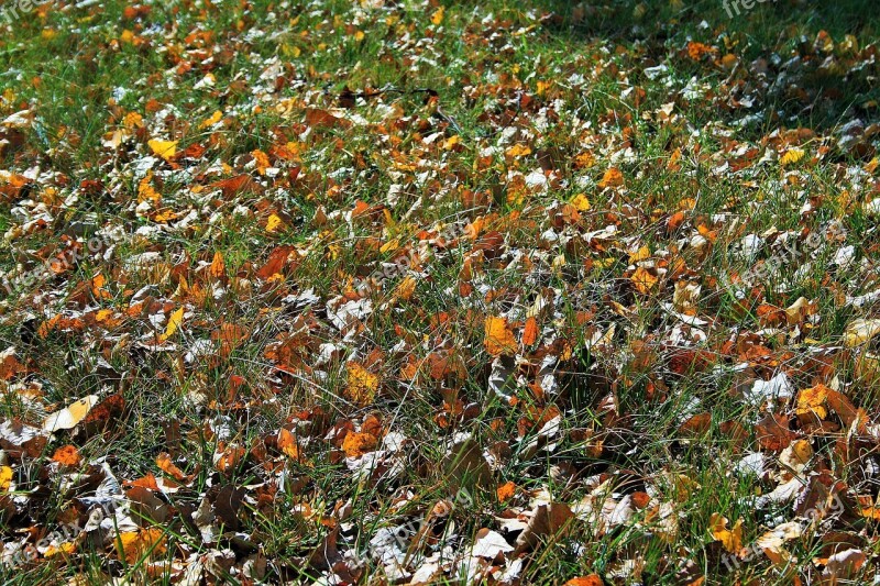 Leaves On Lawn Lawn Green Grass Leaves