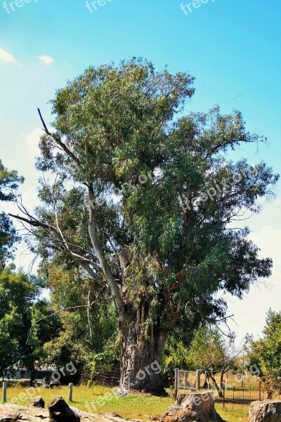 Tall Tree Tree Tall Eucalyptus Farm