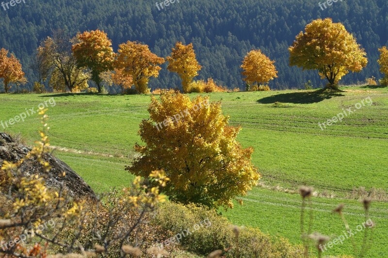 Autumn Golden Golden Autumn Fall Foliage Leaves In The Autumn