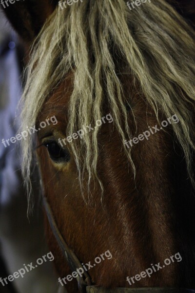 Horse Eye Horse Head Close Up Animal