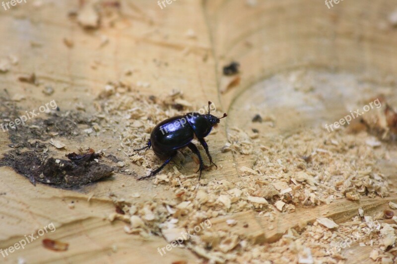 Dung Beetle Fauna Insect Free Photos