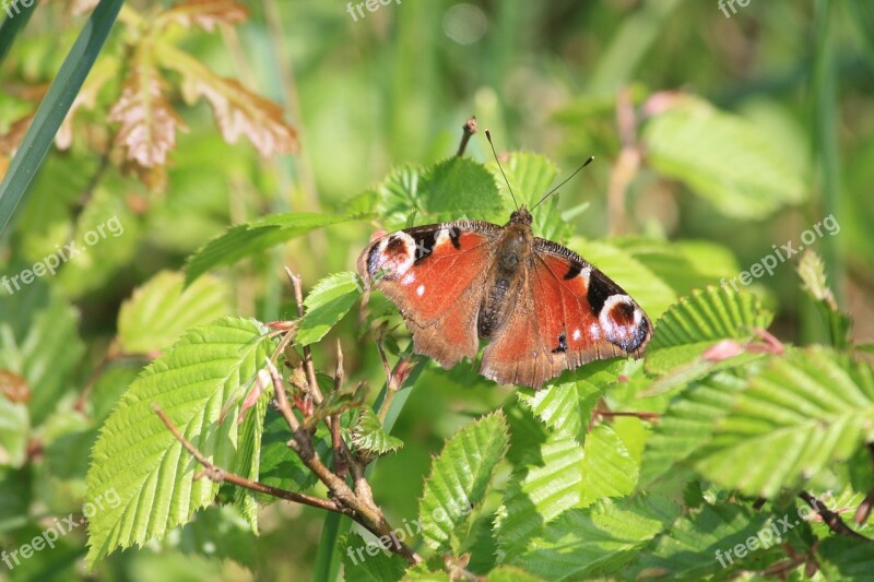 Peacock Day Insect Butterfly Nature