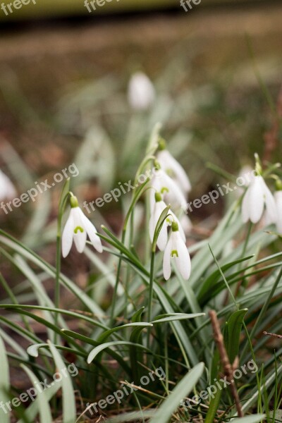 Snowdrop Nature Spring Blossom Bloom