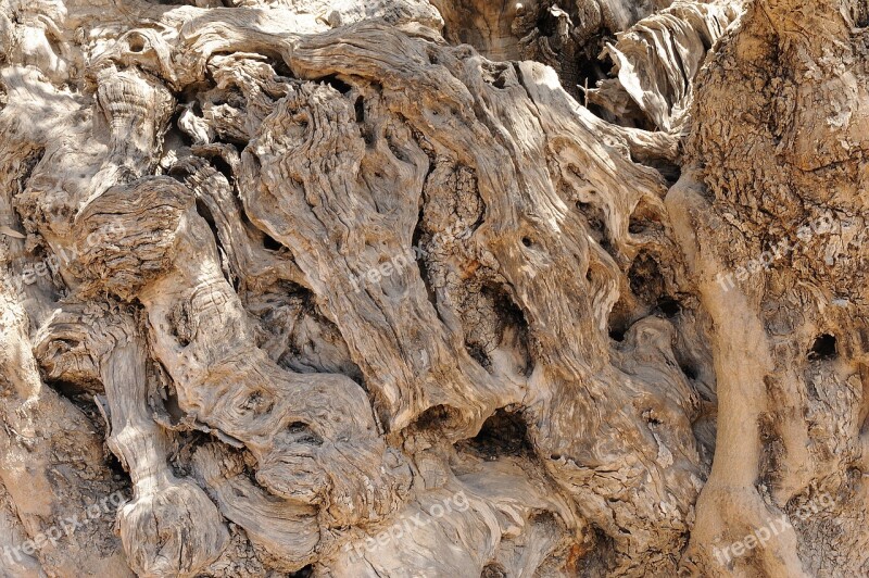 Olive Tree Wood Bark Tree Bark Background