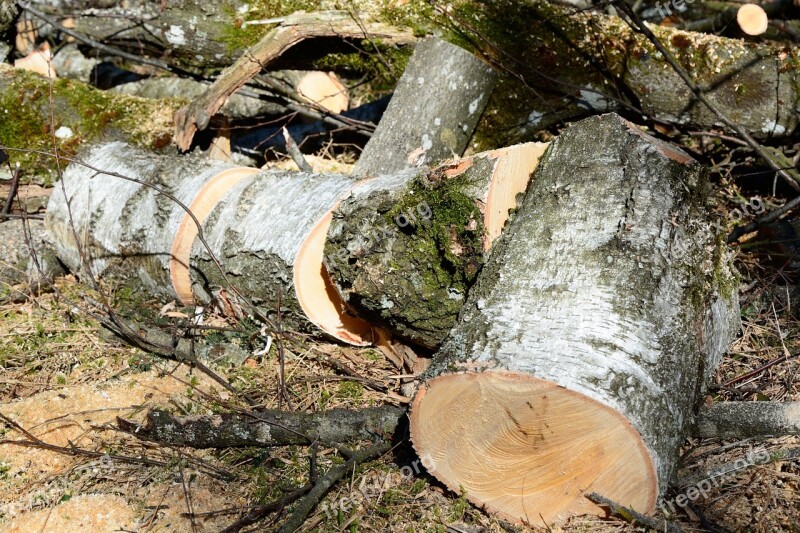 Firewood Birch Lumber Birch Logs Birch Wood