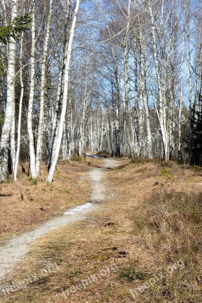 Forest Hiking Leisure Recovery Nature