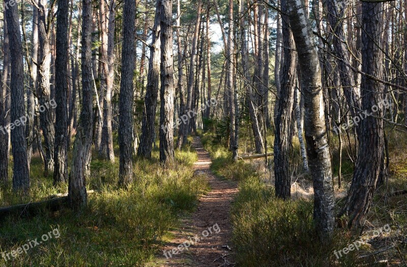 Forest Pine Away Path Hiking