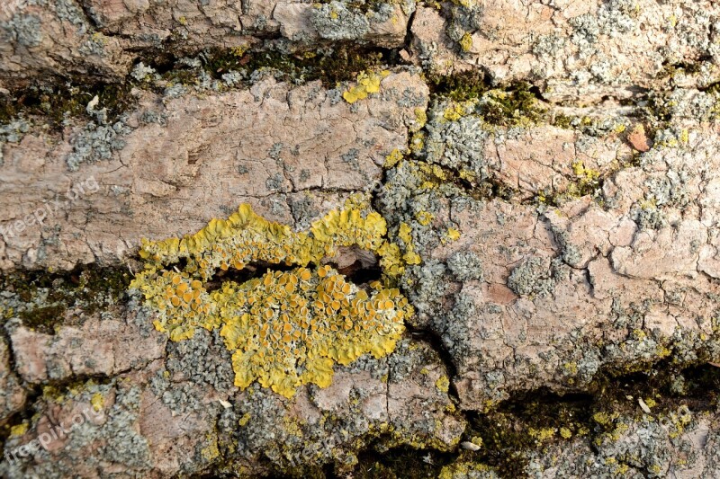 Tree Bark Bark Oak Structure Wood