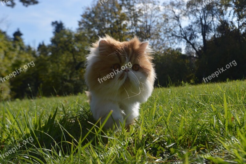 Cat Nature Green Tomcat Persian