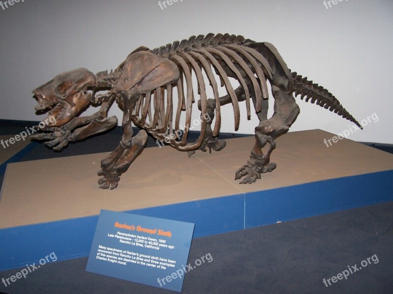 Museum Model Paleontology Extinct Prehistoric