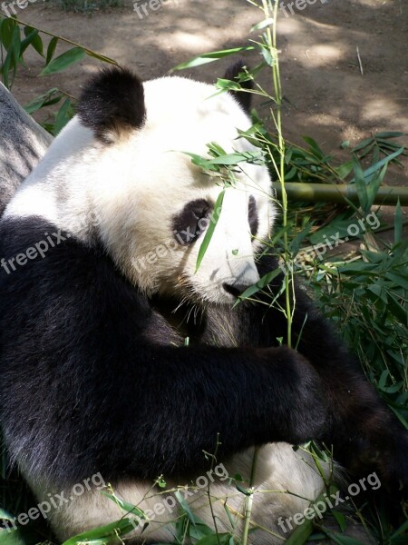 Panda Giant Panda Zoo San Diego Zoo Endangered