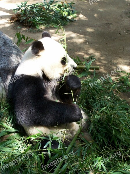 Panda Giant Panda Zoo San Diego Zoo Endangered