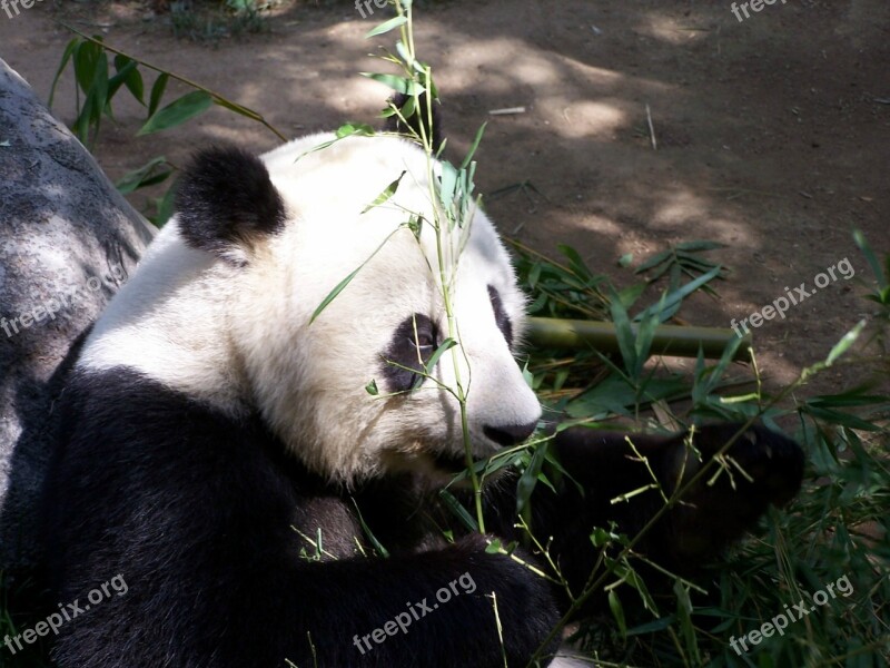 Panda Giant Panda Zoo San Diego Zoo Endangered