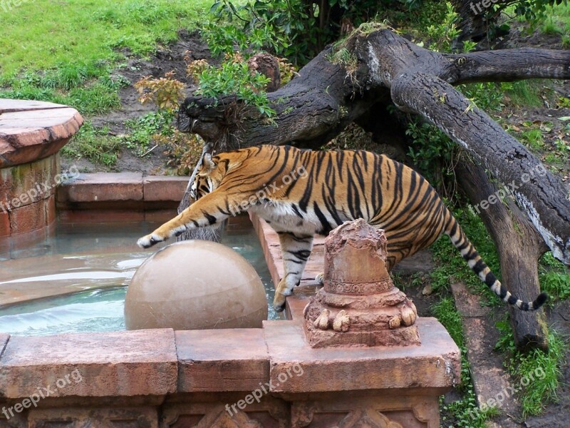 Tiger Animal Kingdom Disney Zoo Wildlife