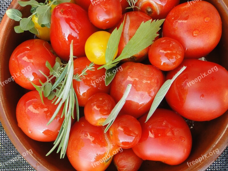 Tomato Harvest Tomatoes Herbs Vegetarian Eat