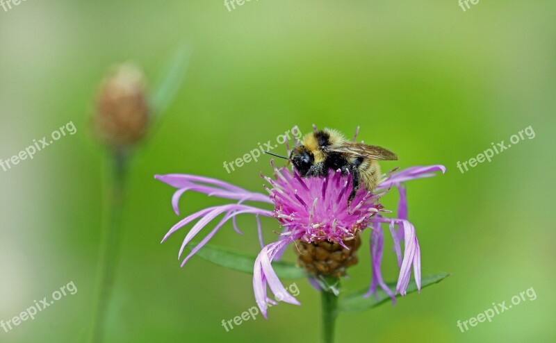 Bee Insect Blossom Bloom Macro