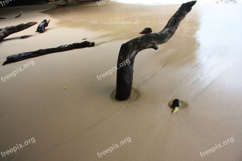 Beach Sea Wood Driftwood Ocean