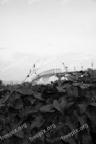 Leaves Bridge Park Leaf Foliage