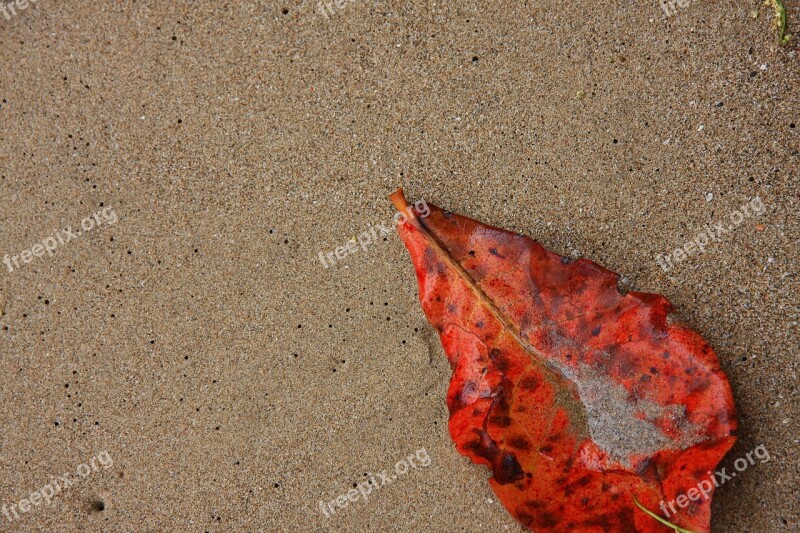 Sand Leaf Nature Summer Tropical