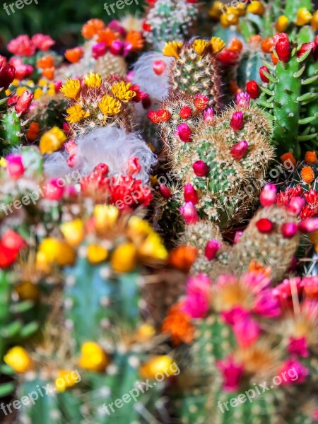 Cactus Spur Plant Prickly Thorns