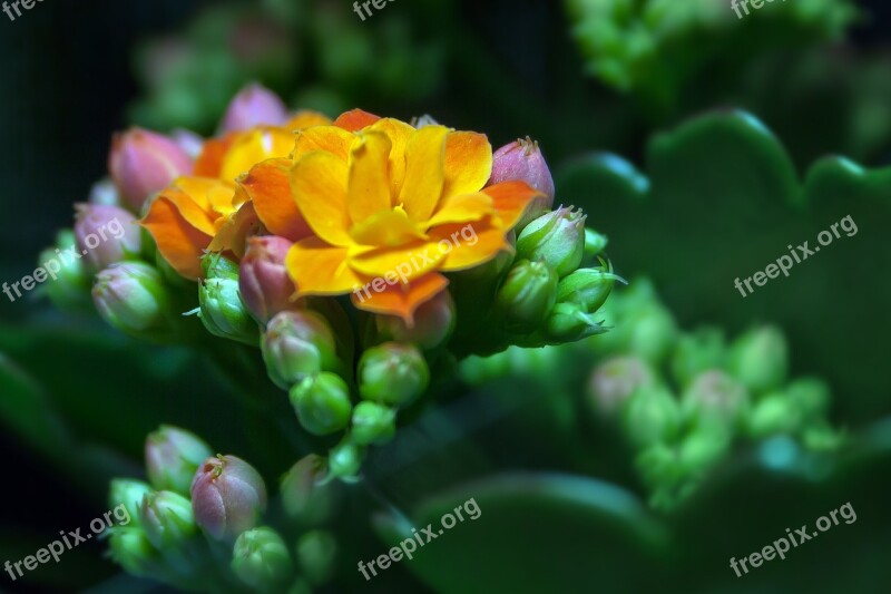 Kalanchoe Blossom Bloom Thick Sheet Greenhouse Goethe Plant