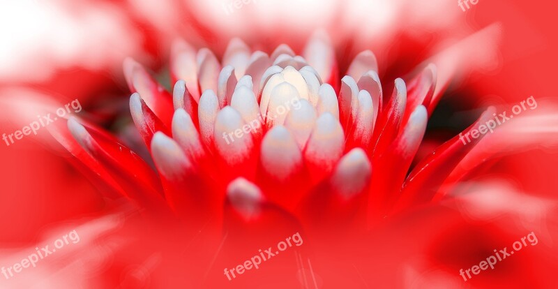 Bromeliad Guzmania Plant Flora Nature