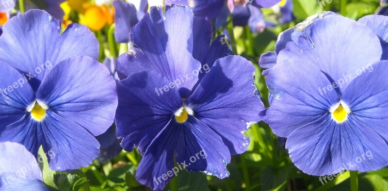 Pansy Blue Floral Plant Bloom