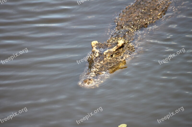 Crocodile Cuba Animal Free Photos