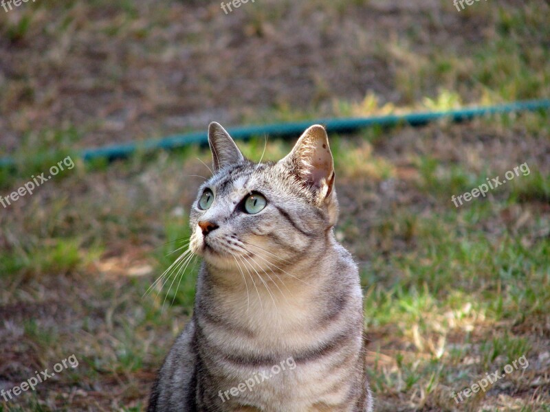 Cat Tabby Feline Pet Free Photos