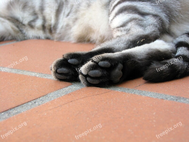 Cat Paws Tabby Feline Foot Pads