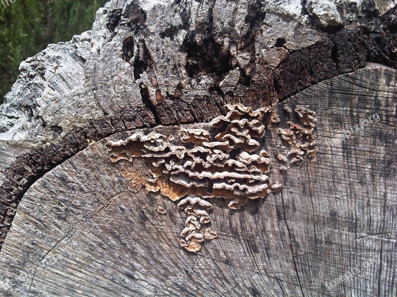 Tree Fungi Brown Nature Trunk Free Photos