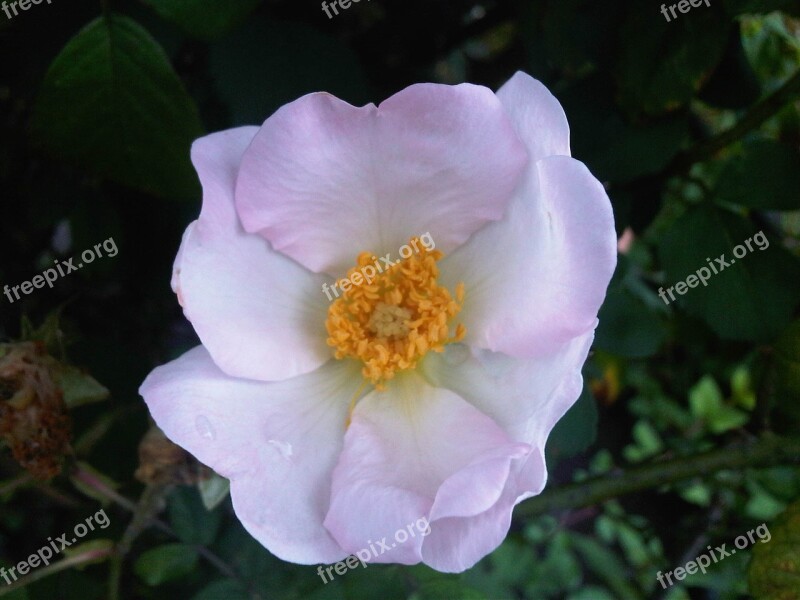 Wild Rose White Flower Nature Blossom