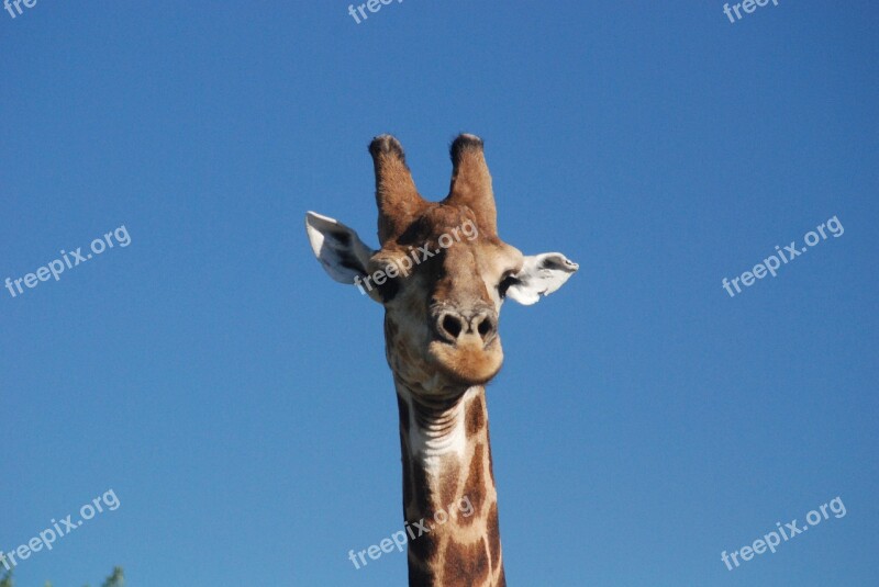 Giraffe Blue Sky Africa Portrait Free Photos