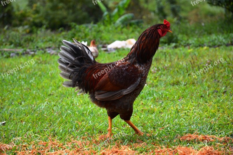 Chicken Animal Hen Poultry Free Photos