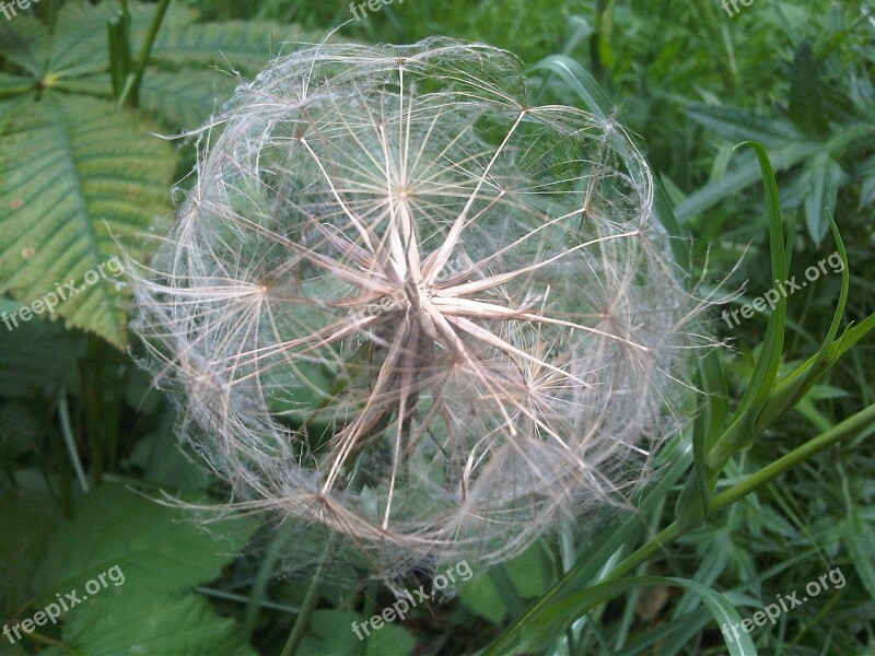 Salsify Tragopogon Plant Nature Seed