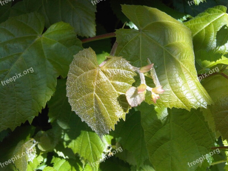 New Leaves Green Leaf Nature Spring