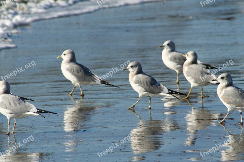 Bird's-eye Wild Birds Animal Set