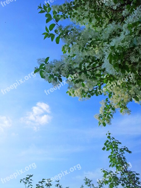 Sky Flowers White Flower Pine-mushrooms Summer