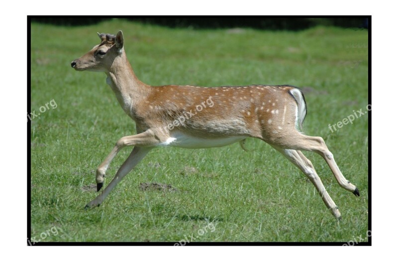 Roe Deer Dülmen Germany Wild Mammal Animal