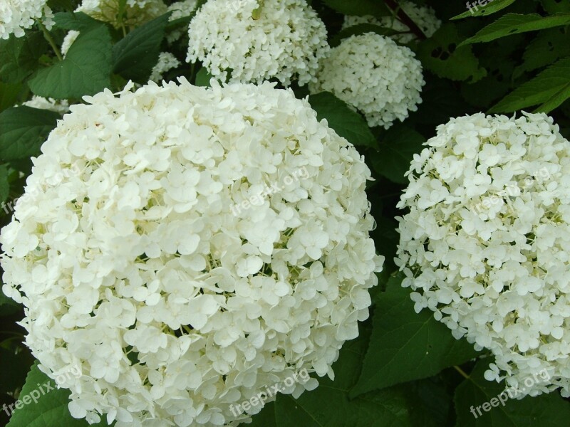 Hydrangea White Flower Summer Romantic Garden