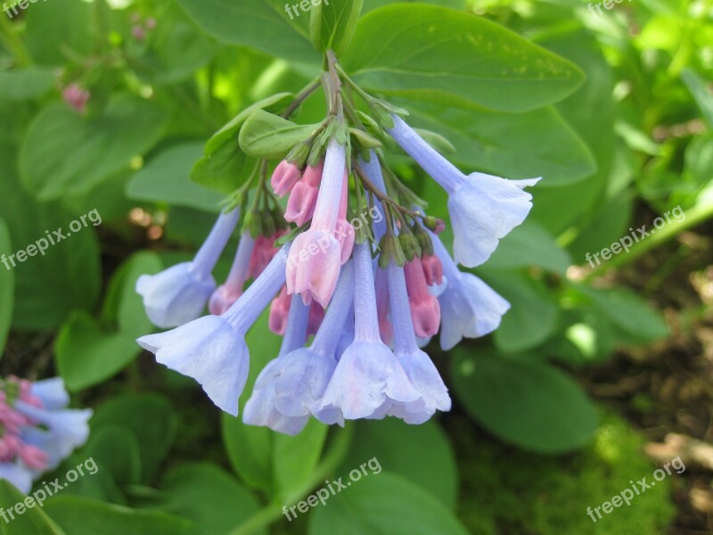 Bluebell Woodlands Woods Wildflower Spring