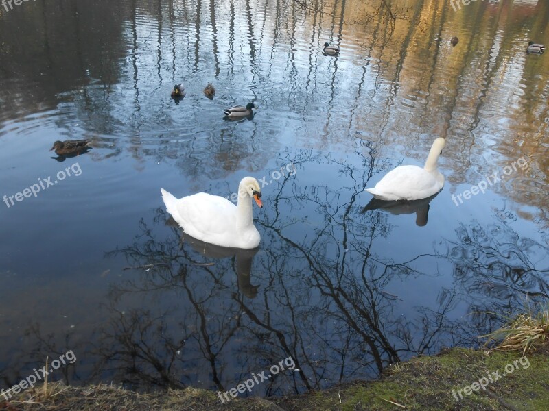 Swan Swans Water Bird Free Photos