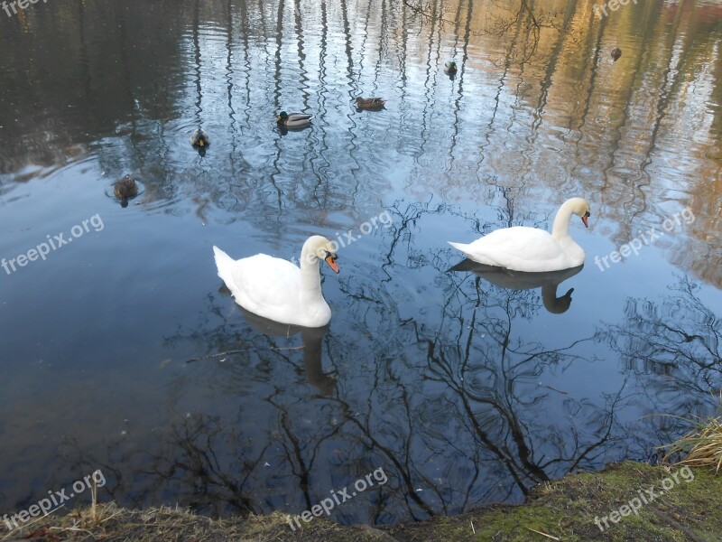 Swan Swans Water Bird Free Photos