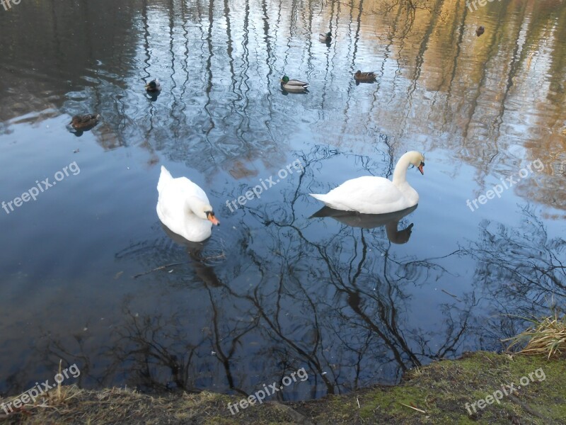 Swan Swans Water Bird Free Photos