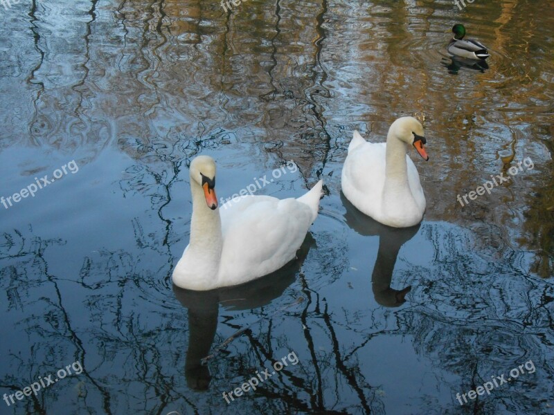 Swan Swans Water Bird Free Photos